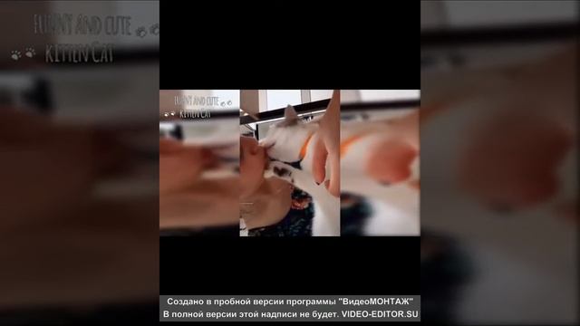 СМЕШНЫЕ КОТЫ: КРУТАЯ ПОДБОРКА ПРИКОЛОВ 2019 смотреть онлайн