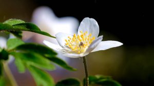 🌿 ОЧИЩЕНИЕ АУРЫ ОТ НЕГАТИВНОЙ ЭНЕРГИИ ЗВУКАМИ МУЗЫКИ! 🎵 МУЗЫКА ДЛЯ СНА 🎵 МУЗЫКА ДЛЯ МЕДИТАЦИИ