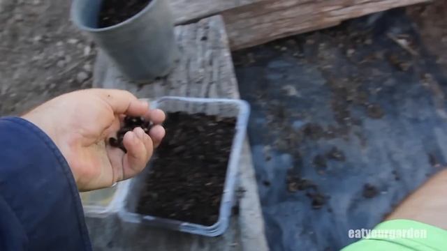 How to grow Cherimoya from seed. Part 1 смотреть онлайн