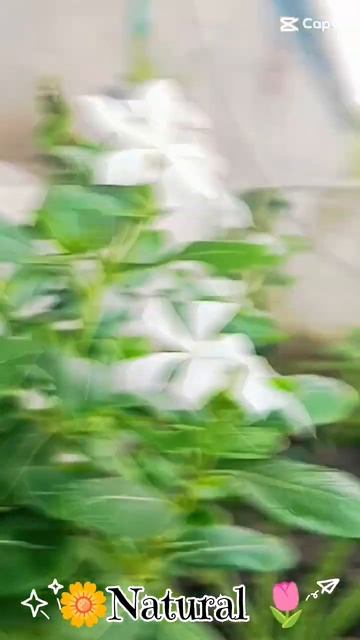 @noughty_trader #natural #flowers #cute #happy #good #goodvibes #verycold #nice #baran смотреть онлайн