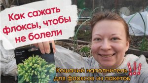 ФЛОКСЫ СОВСЕМ НЕ БОЛЕЮТ ПОСЛЕ ТАКОЙ ПОСАДКИ