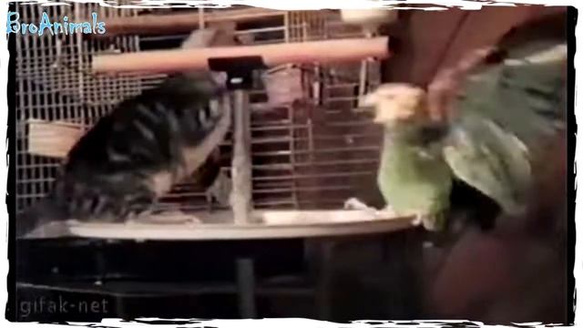 ПРИКОЛЫ С ПОПУГАЯМИ, приколы с животными FUNNY PARROTS, fun with animals #515 смотреть онлайн