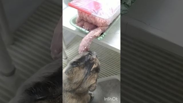 хулиганка Мила / прикол с кошкой / смотреть онлайн