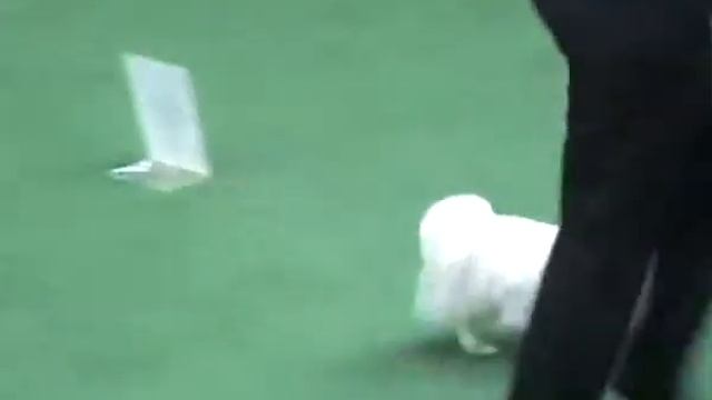 Россия-2009. Папийоны. Девочки юниоры вторая часть смотреть онлайн