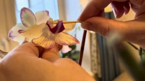 Как получить семена орхидей в домашних условиях.