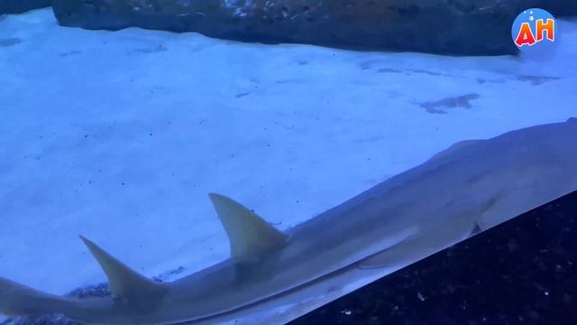 САМЫЙ СМЕШНОЙ АКВАРИУМ! Большая акула и водолазы, очень смешные рыбы! #смешной #анталия2022 смотреть онлайн