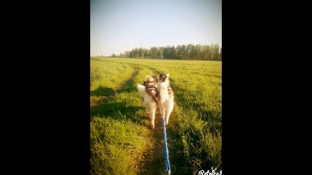 Мое слайд-шоу о животных смотреть онлайн