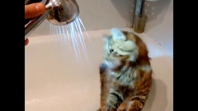 Лучшие приколы с котами на Youtube #12 | Смешные коты подборка | Best Funny Cats compilation #12 смотреть онлайн