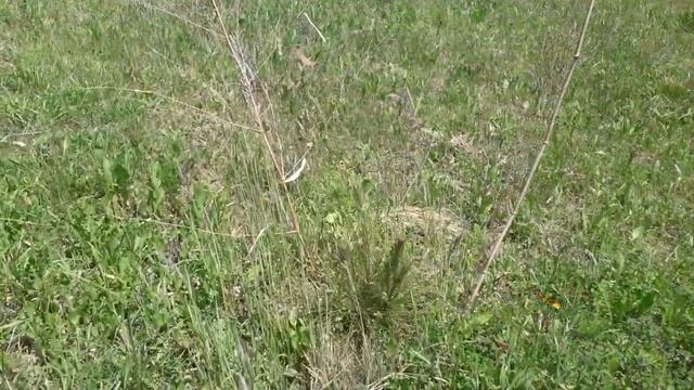 Pollen cones on Yunnan pine / Pelodni storži na junanskem boru смотреть онлайн