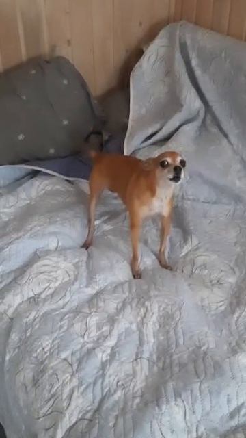 🐶 смотреть онлайн