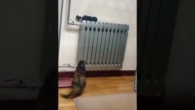 УГАРНЫЕ ЖИВОТНЫЕ // Я РЖАЛ ПОЛЧАСА! Лучшие Приколы 2021 | Касатики смотреть онлайн