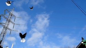 Николаевские Голуби, Крым, Алексей Василишин (28)