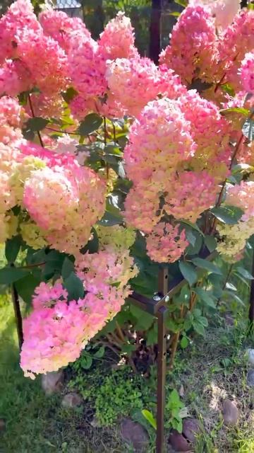 Кустодержатель от "Красивой грядки" – настоящая находка для растений. смотреть онлайн