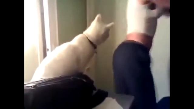 Лучшие приколы Веселые животные смотреть онлайн