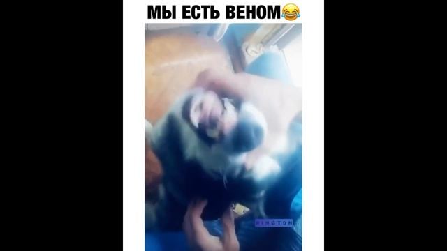 Приколы#10 Смешные видео август 2020, юмор смотреть онлайн
