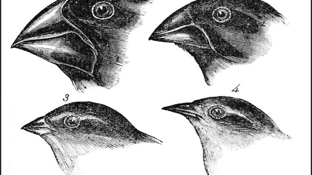Hedvig Beam - Darwin's Finches смотреть онлайн