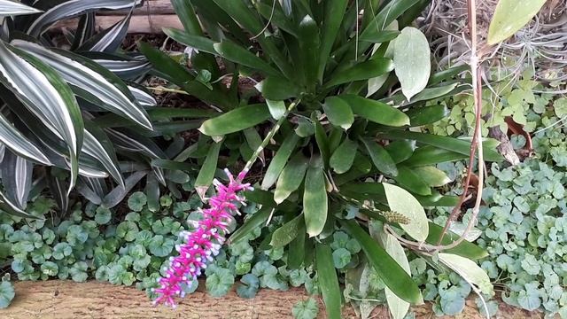 Aechmea gamosepala - grow & care (Blue rain plant) смотреть онлайн
