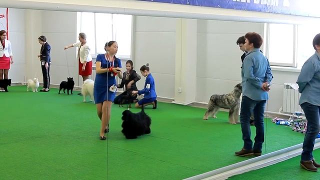 Глазами животных, выпуск 181 (Турнир хендлеров, часть 1 ) смотреть онлайн
