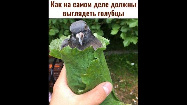 #2 #Смешное видео #приколы #коты #собаки #ржака смотреть онлайн
