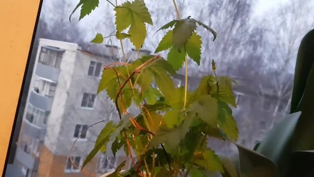 Покупки, акварельки, выставка 😍 смотреть онлайн