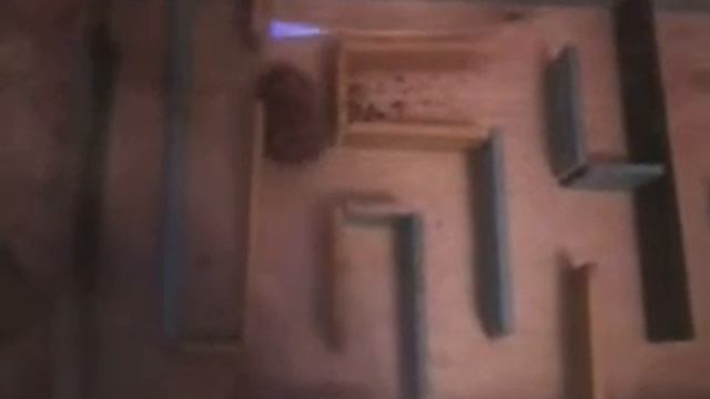 Хомяк проходить лабиринт смотреть онлайн