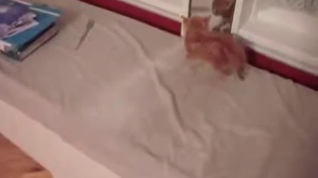Котенок увидел себя в зеркале Смешное видео смотреть онлайн