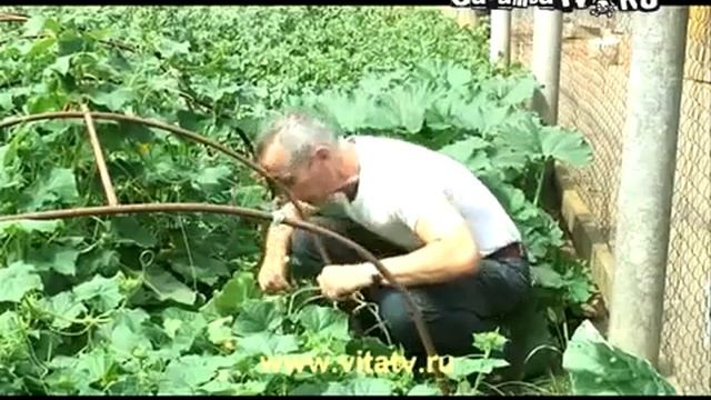 Лечение огурцом смотреть онлайн