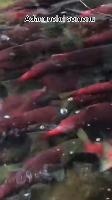 Adam river salmon смотреть онлайн