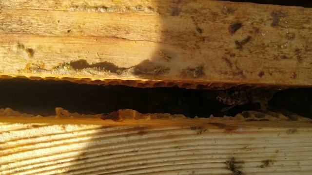 Неожиданно засыпало снегом. Пасека 6.03.2021