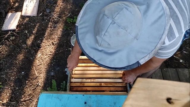 ПОДСОЛНУХ НЕ ВЫДЕЛЯЕТ .