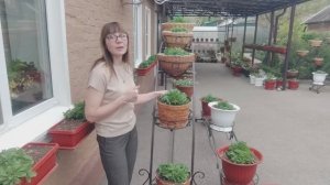 Как ПРАВИЛЬНО удобрять ПЕТУНИИ после высадки на ПМЖ .Как вырастить огромный цветущий ШАР ПЕТУНИИ.