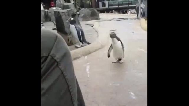 Пингвин - сегодня будет туса))