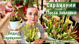 Сарацении. Хищные растения. Мои виды сарацений.