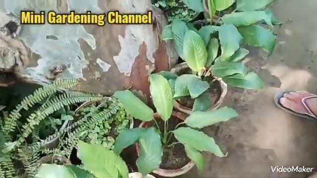 Karachi Plant Nursery Visit || Hanging Plant price|| Low price Plant смотреть онлайн