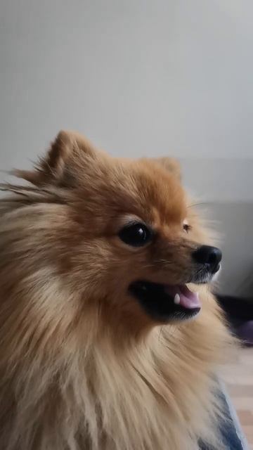 Арчи идёт спать! Устал смотреть онлайн