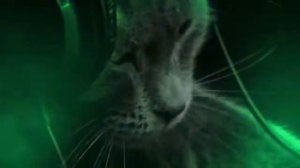 Дискотека котов