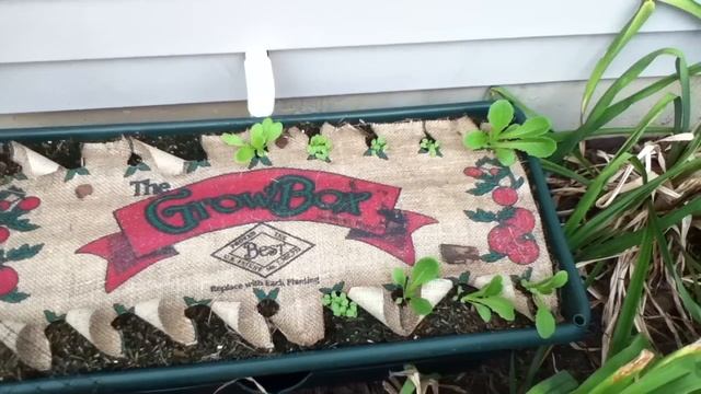 First year Container Garden смотреть онлайн