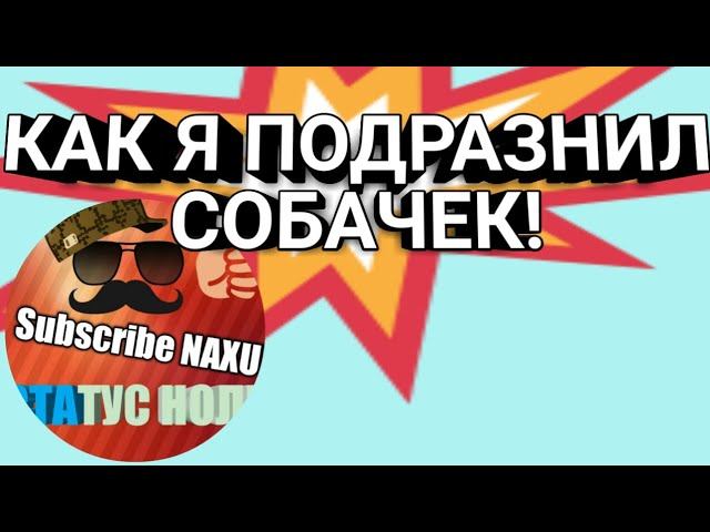 Как я летом подразнил собачек!