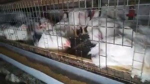 Содержание бройлеров в клетках. Выгодно ли так держать? Клетки своими руками