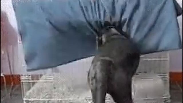 Собаке стало холодно😁😁😁 смотреть онлайн