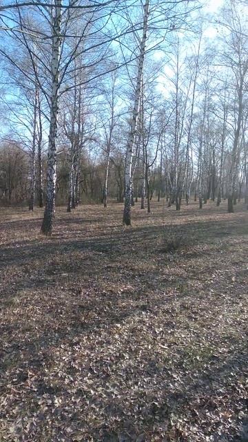 Листьев уже нет, вот такая вот красота у нас в парке смотреть онлайн