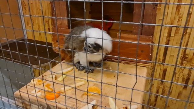 Экскурсия по экзотическим животным в ТЦ Акварель. смотреть онлайн