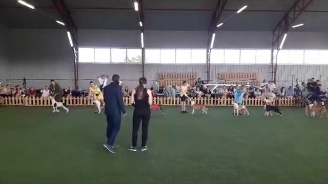 Ездили на шикарную выставку Amstaff Weekend июль 2023