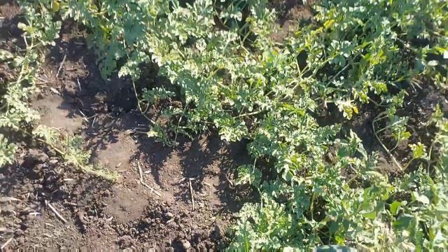 Життя в селі/Які дині і які помідори у мене смотреть онлайн