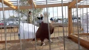 Благодарненские голуби Токарь В.А Участие в осенней выставке - ярмарке голубей г. Светлограда.