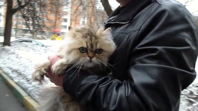 Клип №0376 - выставка кошек PCA online смотреть онлайн