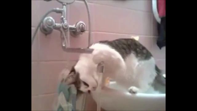 Хочу пить !))смешные коты! приколы! смешные животные! / fun! funny animals! funny cats! humor! смотреть онлайн