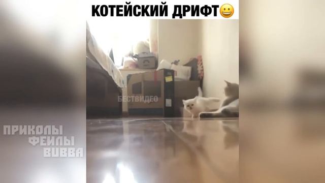 😹 Котейский Дрифт ↓↓↓ приколы 2020 смотреть онлайн