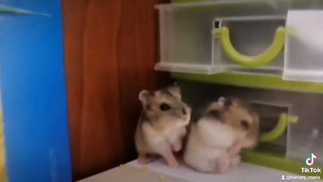 смешные джунгарские хомячки🤣🤣🤣 смотреть онлайн