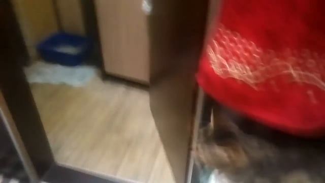Мои коты 2 января) смотреть онлайн